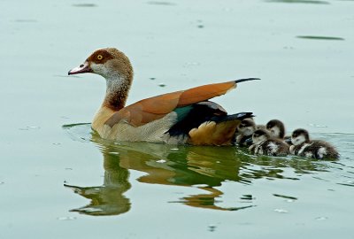 Egyption Goose.