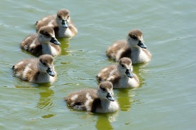 Egyption Goose. (young)