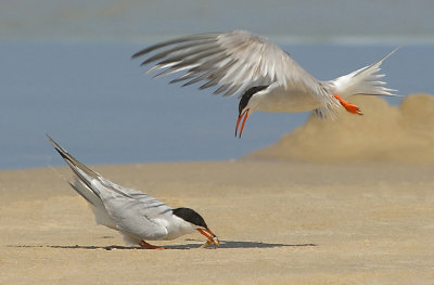 Common Tern.