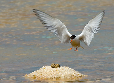 Common Tern.