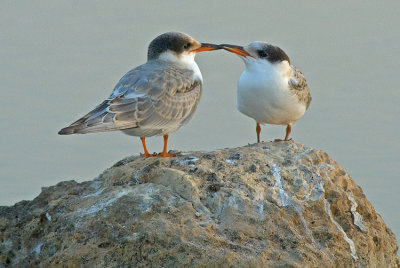 Common Tern. (young)
