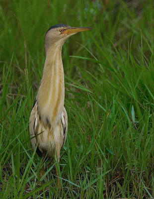 Little Bittern.