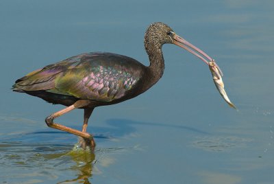 Glossy Ibis.