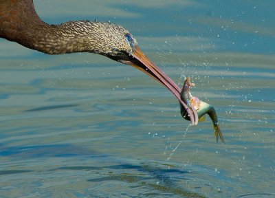 Glossy Ibis.