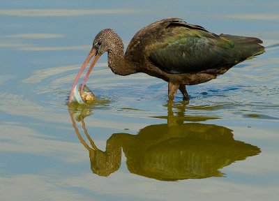 Glossy Ibis.