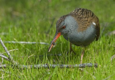 Water Rail.