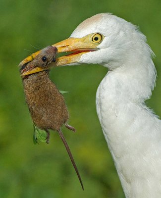 Cattle egret.