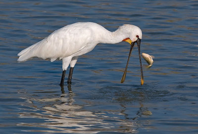 Spoonbill.