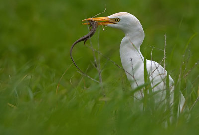 Cattle egret.