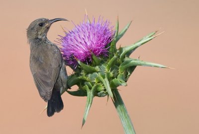 Palestine Sunbird. (Female)   (First shot with my new lens)...