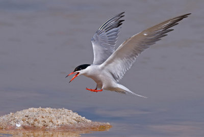 Common Tern.