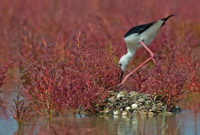 Black-winged stilt.