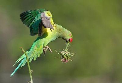 Rose-ringed Parakeet.