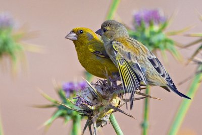 Greenfinch. (Young and male)