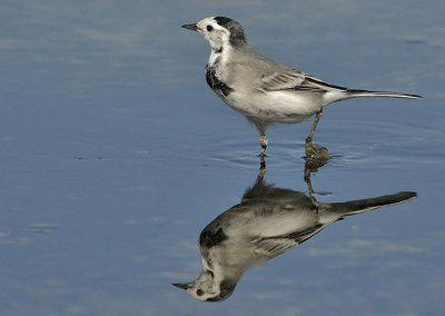 White/pied wagtail