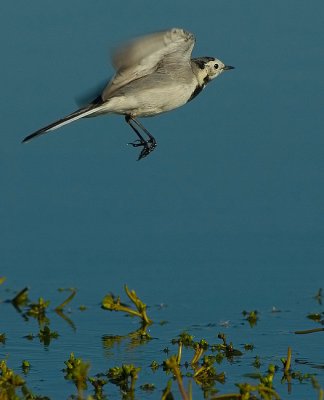 White/pied wagtail.