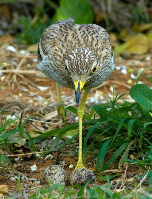 Ston-curlew.