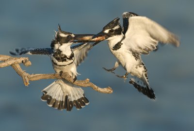 Pied Kingfisher.