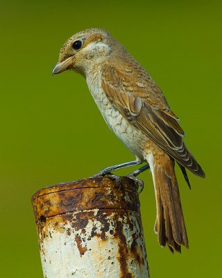 Red-Backed Shrike. (young)