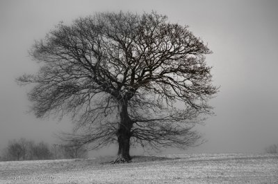 the quiet after snow