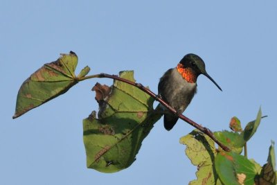 Hummingbirds