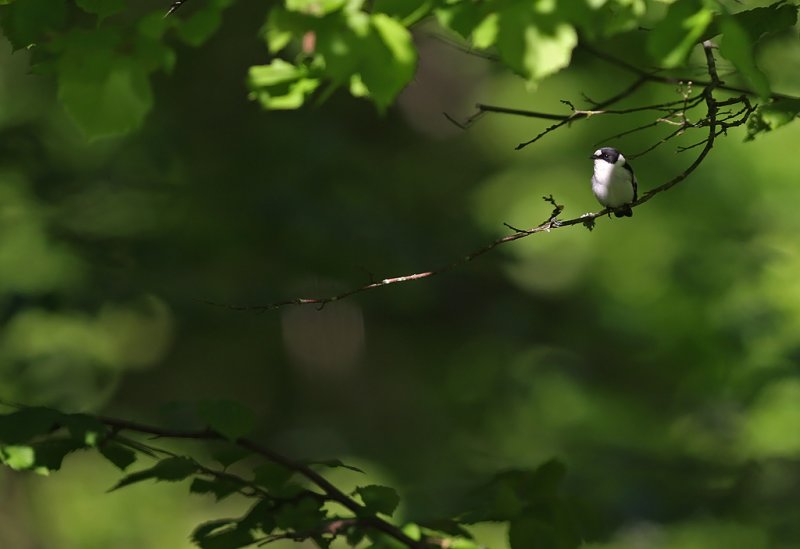 Halsbandsflugsnappare/Collared Flycatcher.