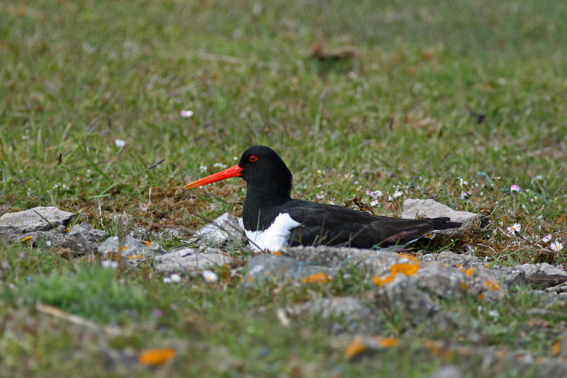 Strandskata/Oystercatcher