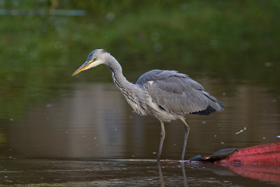 Gr hger/Grey heron
