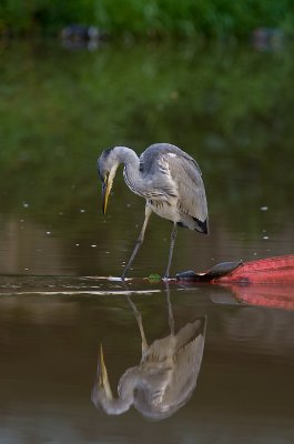 Gr hger/Grey heron