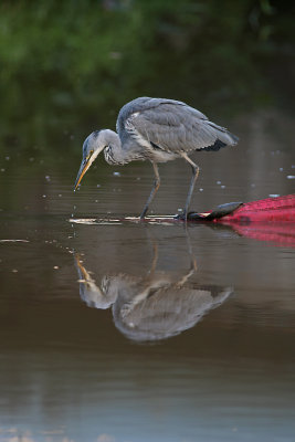 Gr hger/Grey heron