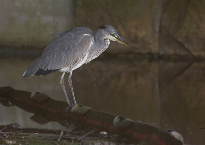 Gr hger/Grey heron