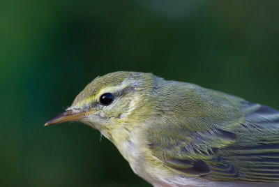 Grnsngare/Wood warbler