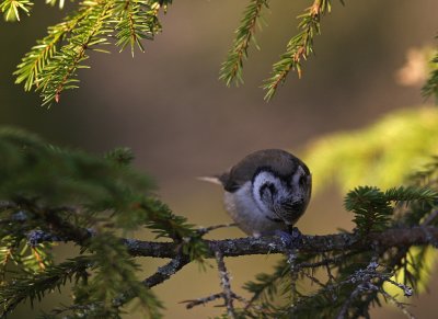 Tofsmes/Crested Tit