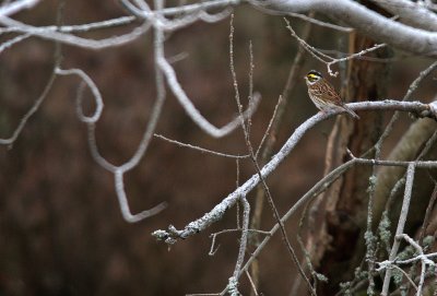 Gulbrynad sparv/Yellow-browed Bunting