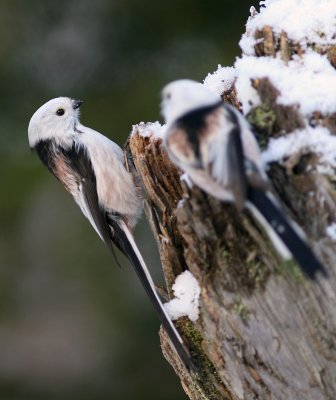 Stjrtmes/Long-tailed Tit