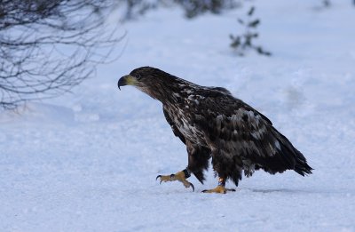 Havsrn/White-tailed Eagle