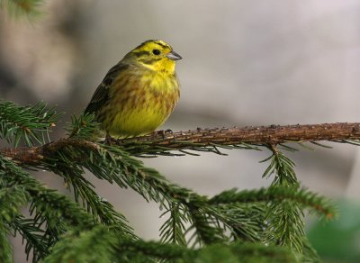 Gulsparv/Yellowhammer