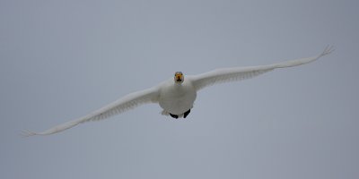 Sngsvan/Wooper Swan