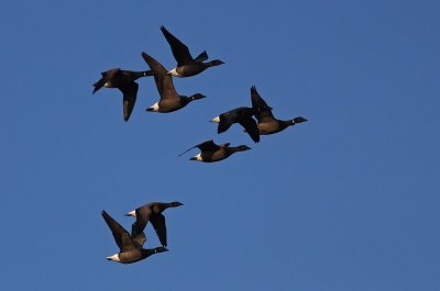Prutgs/Brent  Goose