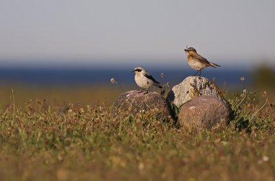 stenskvttor