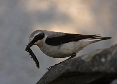 stenskvtta