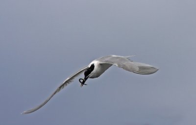 Kentsk trna/Sandwich Tern