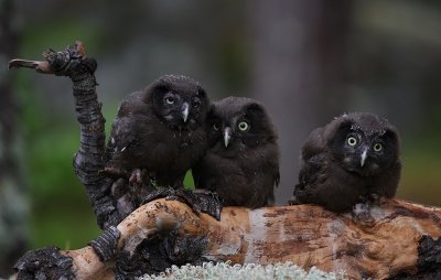 Prluggla/Tengmalm`s Owl.