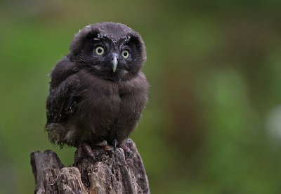 Prluggla/Tengmalm`s Owl.
