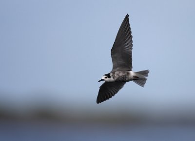 Svarttrna/Black Tern
