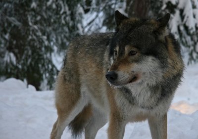 Varg/Wolf