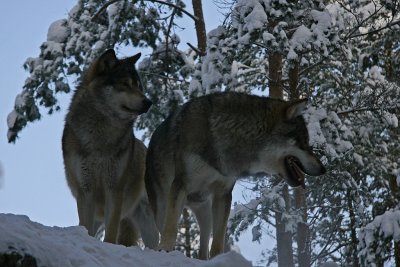 Varg/Wolf