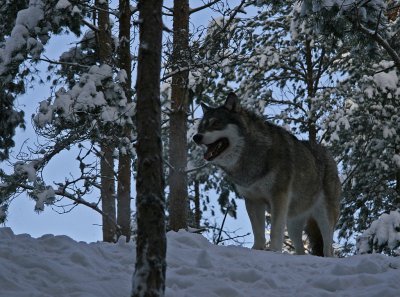Varg/Wolf