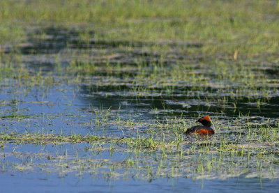 Svarthakedopping/Slavonian Grebe