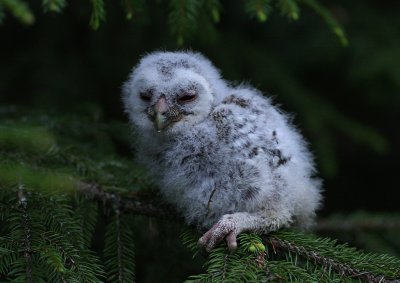 Kattuggla/Tawny Owl